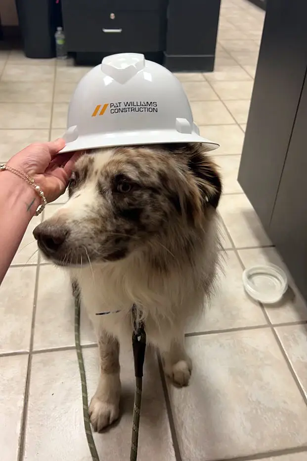 Lexi Shapkoff's Dog Cinch